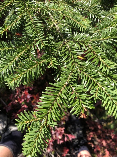 Pacific silver fir (Abies amabilis)