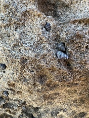 Echinolittorina ziczac