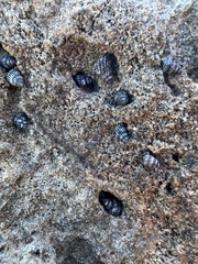 Echinolittorina ziczac