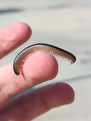 Pachyiulus flavipes