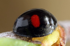 Chilocorus renipustulatus