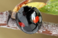 Chilocorus renipustulatus