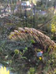 Sorghastrum secundum