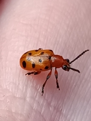 Crioceris duodecimpunctata