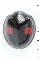 Chilocorus renipustulatus
