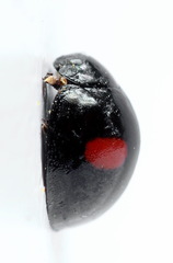 Chilocorus renipustulatus