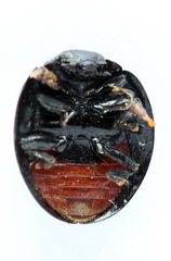 Chilocorus renipustulatus