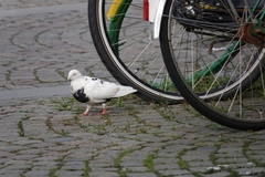 Columba livia domestica
