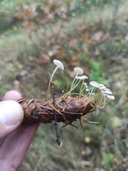 Strobilurus conigenus