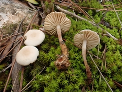 Marasmius wynneae