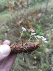 Strobilurus conigenus