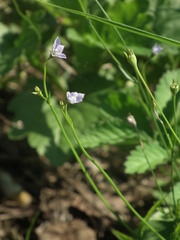 Wahlenbergia marginata