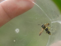 Tenthredo marginella