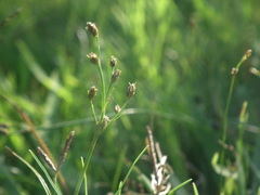 Fimbristylis