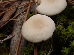Marasmius wynneae