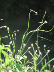 Wahlenbergia marginata