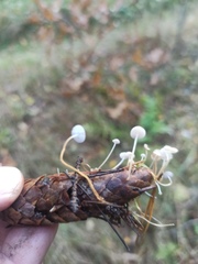 Strobilurus conigenus