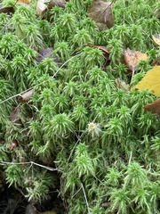 Sphagnum squarrosum