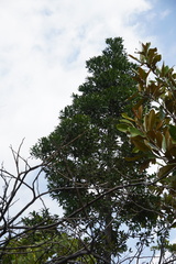 Agathis dammara