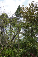 Agathis dammara