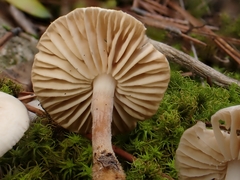 Marasmius wynneae