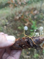 Strobilurus conigenus