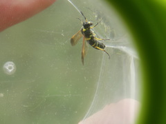 Tenthredo marginella