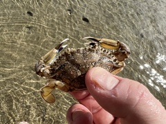 Callinectes marginatus