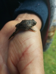 Incilius occidentalis