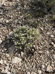 Zinnia acerosa