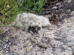 Bubo africanus africanus