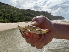 Callinectes marginatus