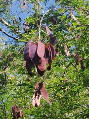 Libidibia sclerocarpa