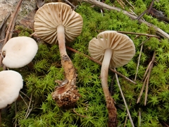 Marasmius wynneae