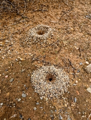 Myrmecocystus mexicanus