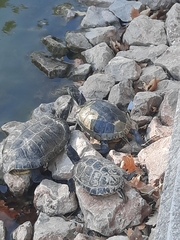 Trachemys scripta