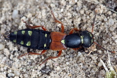 Staphylinus erythropterus