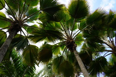 Pritchardia pacifica