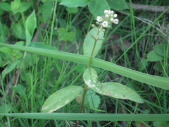 Lysimachia fortunei