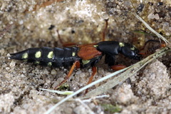 Staphylinus erythropterus