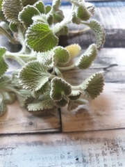 Marrubieae