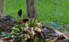 Ramphocelus passerinii