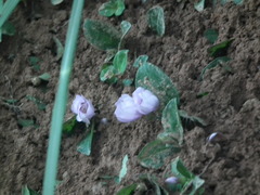 Melastoma dodecandrum