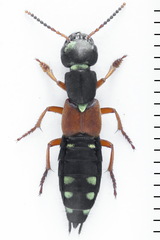 Staphylinus erythropterus