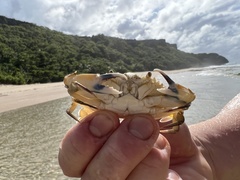 Callinectes marginatus