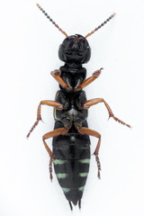 Staphylinus erythropterus