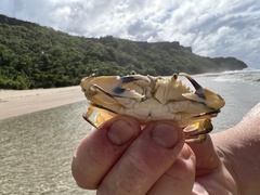 Callinectes marginatus