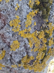 Xanthoria parietina