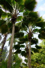 Pritchardia pacifica