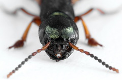 Staphylinus erythropterus